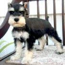 ESTE ES MI PERRITO SCHNAUZER QUE LE ENCANTA COMER ES MUY CARIÑOSO Y BONITO